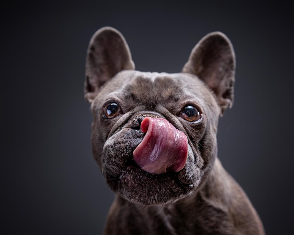 cane che si lecca il naso con la lingua