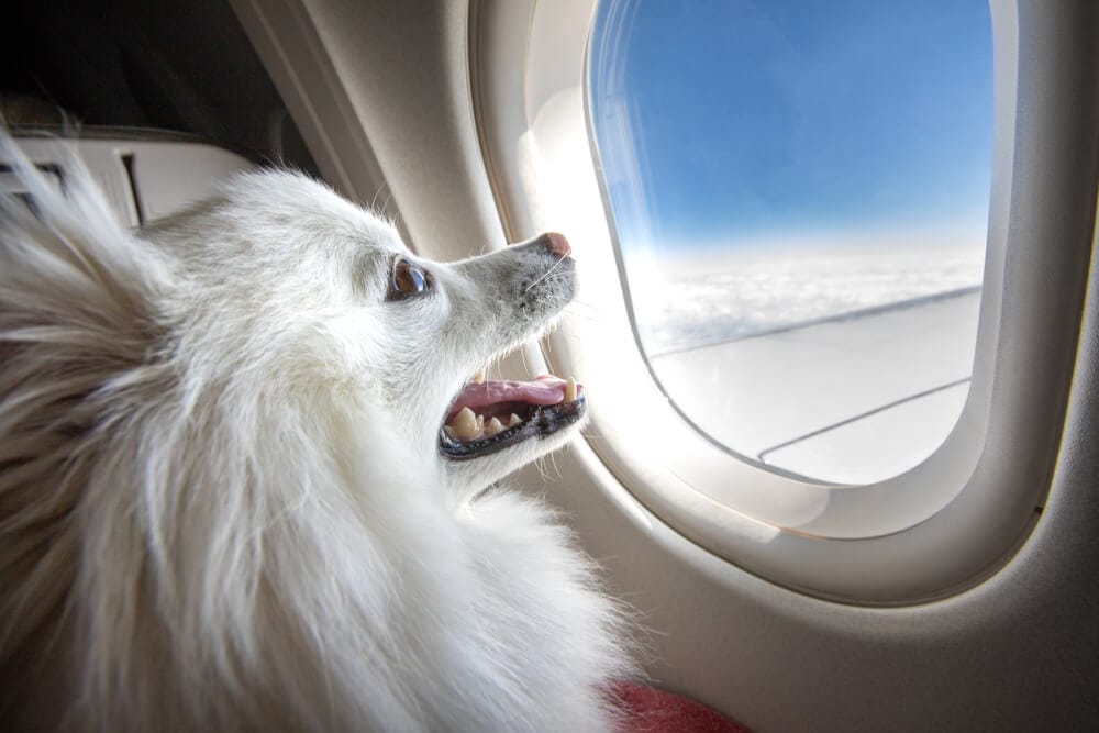 cane-in-aereo