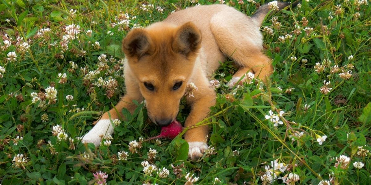 cane mangia ravanelli sul prato