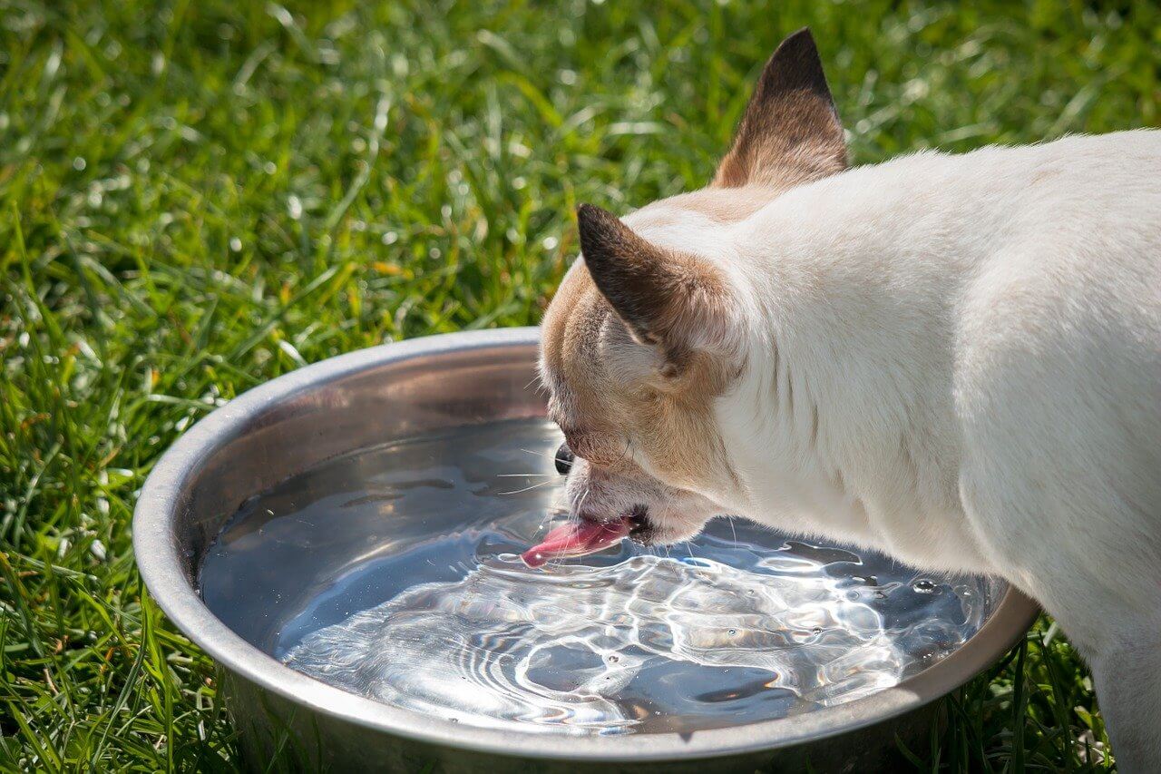 chihuahua beve acqua