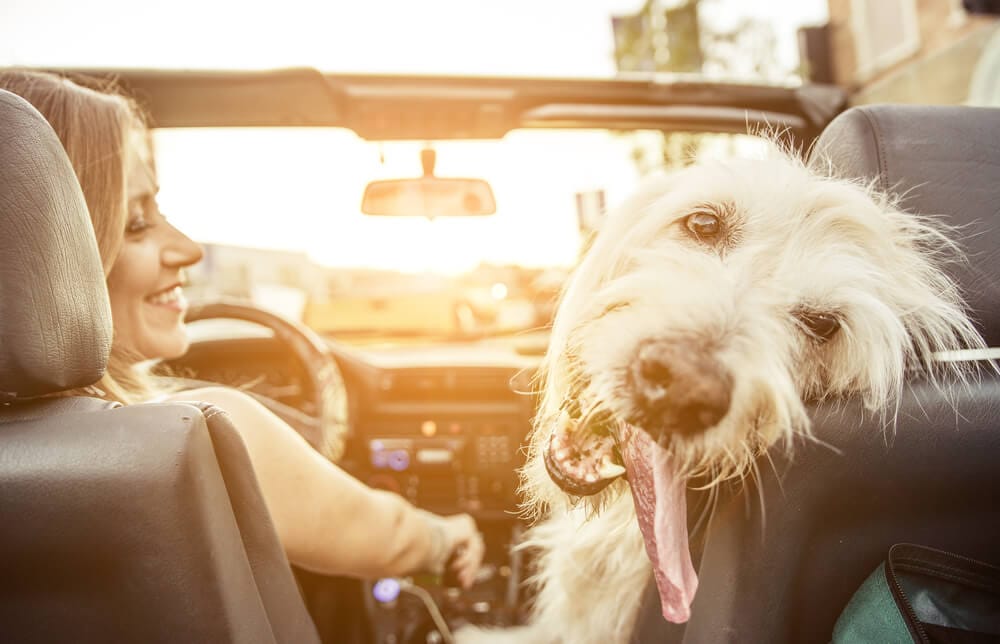mal d'auto cane: donna e cane in macchina