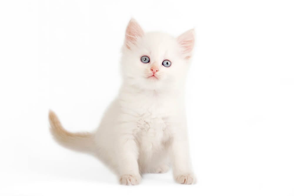 gattina bianca su sfondo bianco