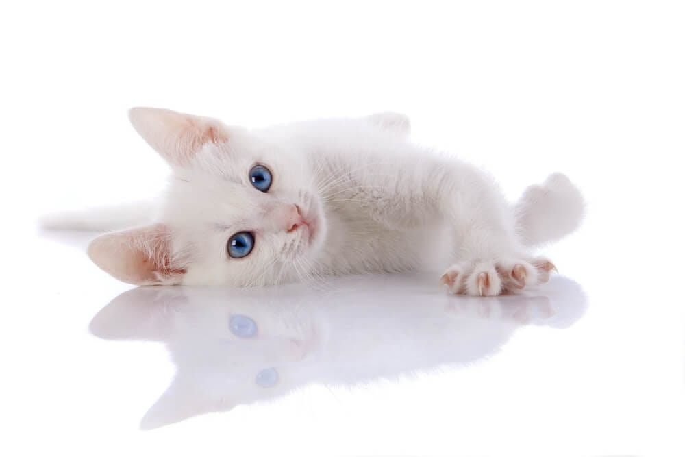 gattino bianco sdraiato