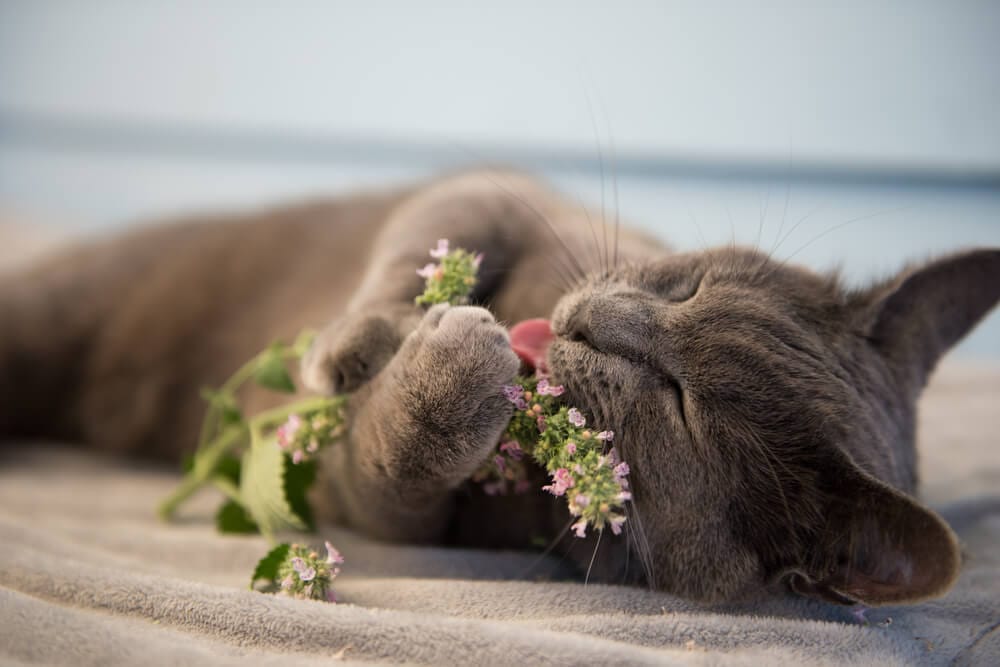 gatto assaggia erba gatta