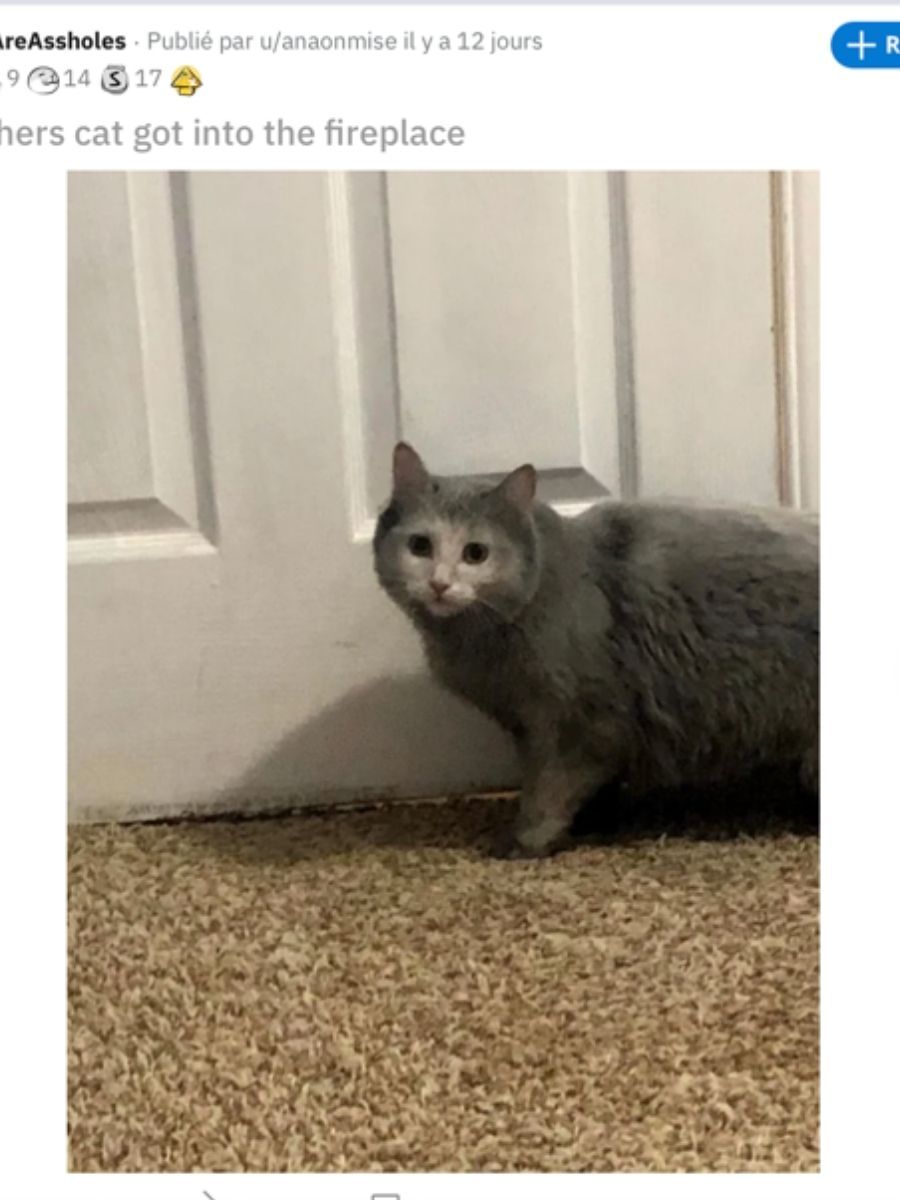 gatto diventato grigio