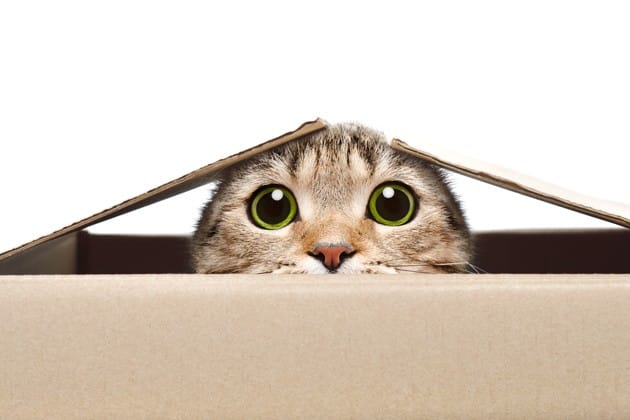gatto-spaventato-nascosto-dentro-una-scatola
