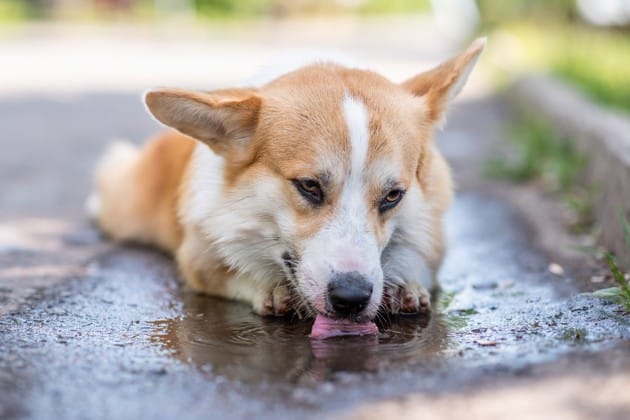 cane beve acqua piovana